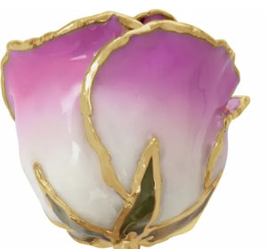 Lacquered and Gold Trimmed Rose - Cream and Pink